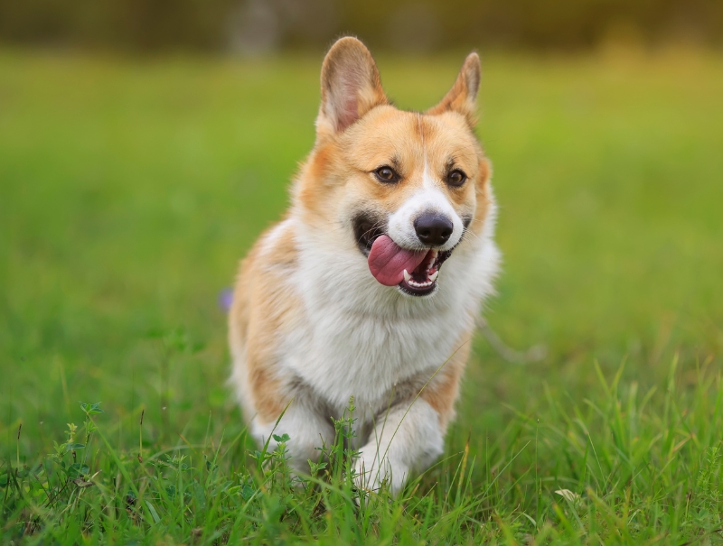 San Marcos Pet Hospital
