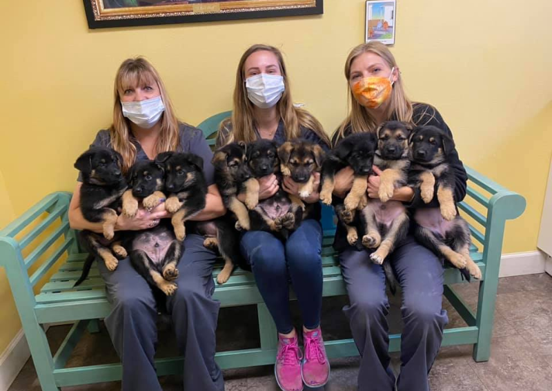 Carousel Slide 5: Meet our veterinary team