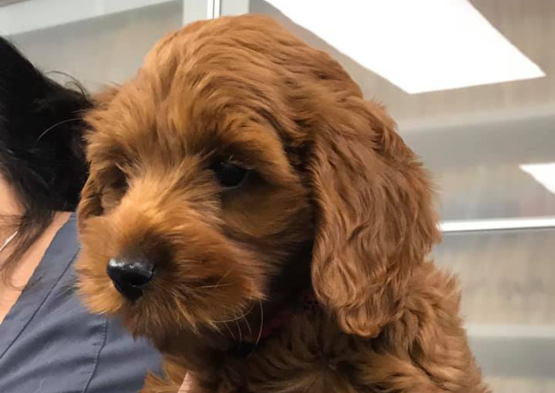 Carousel Slide 7: Puppy & Kitten Care